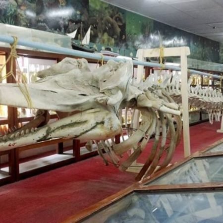 marine-museum-in-lakshadweep